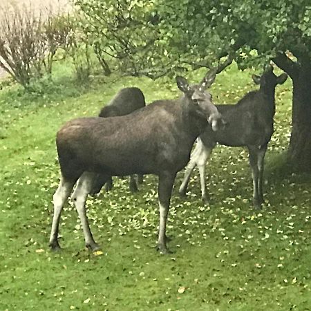 Exclusive Guesthouse With Stunning Seaview! Värmdö 外观 照片